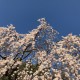 平野神社魁桜